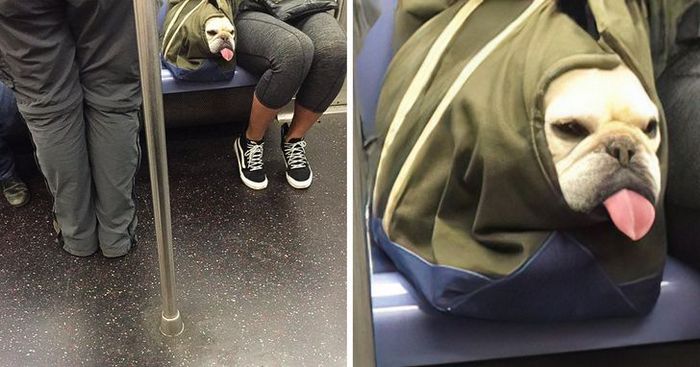 23 animais que não têm ideia de como são adoravelmente bocó 9