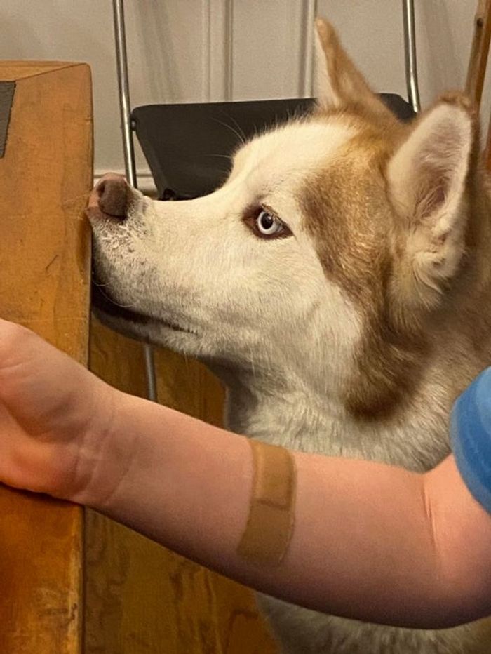 23 animais que não têm ideia de como são adoravelmente bocó 10