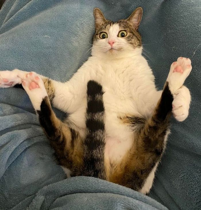 23 animais que não têm ideia de como são adoravelmente bocó 12