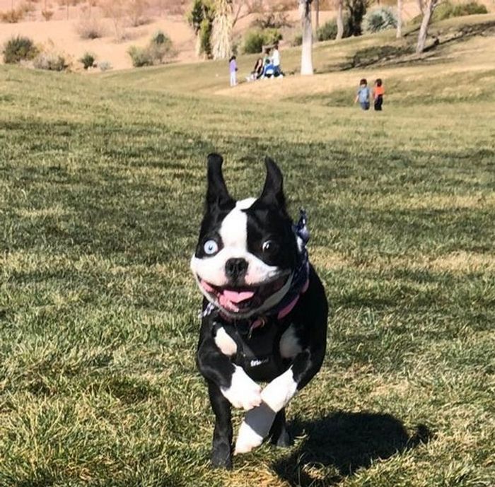 23 animais que não têm ideia de como são adoravelmente bocó 13