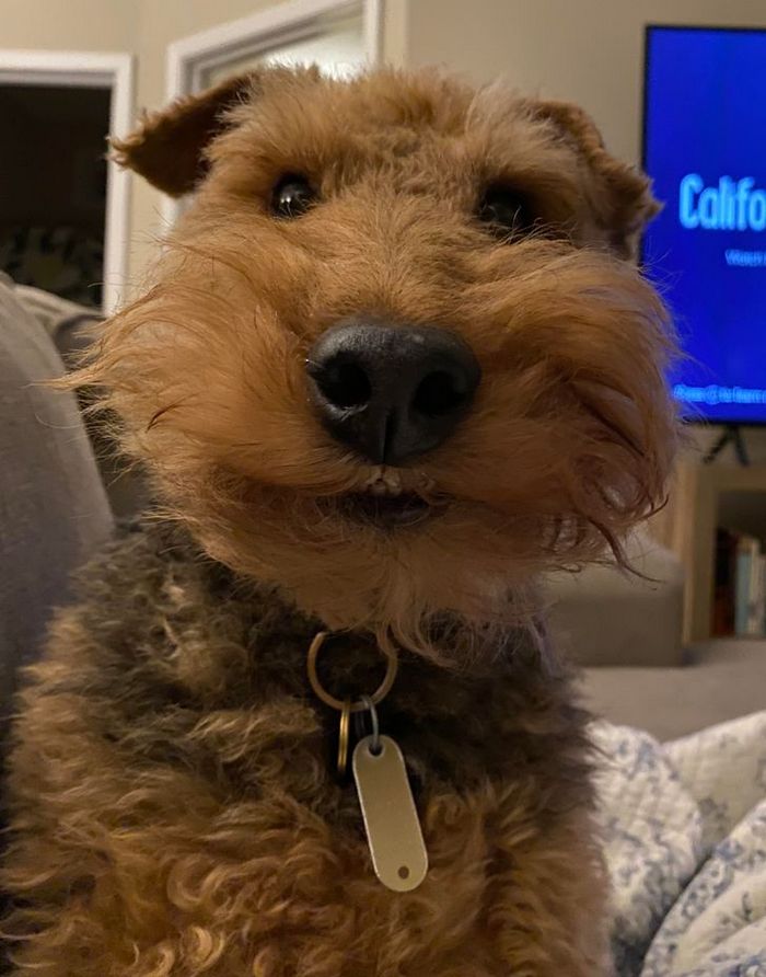 23 animais que não têm ideia de como são adoravelmente bocó 14