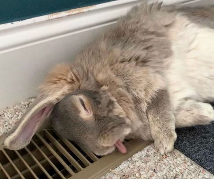 23 animais que não têm ideia de como são adoravelmente bocó 15