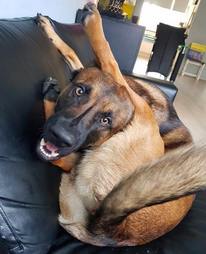 23 animais que não têm ideia de como são adoravelmente bocó 16