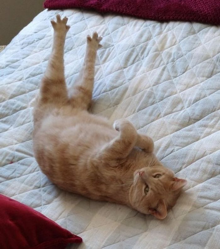 23 animais que não têm ideia de como são adoravelmente bocó 17