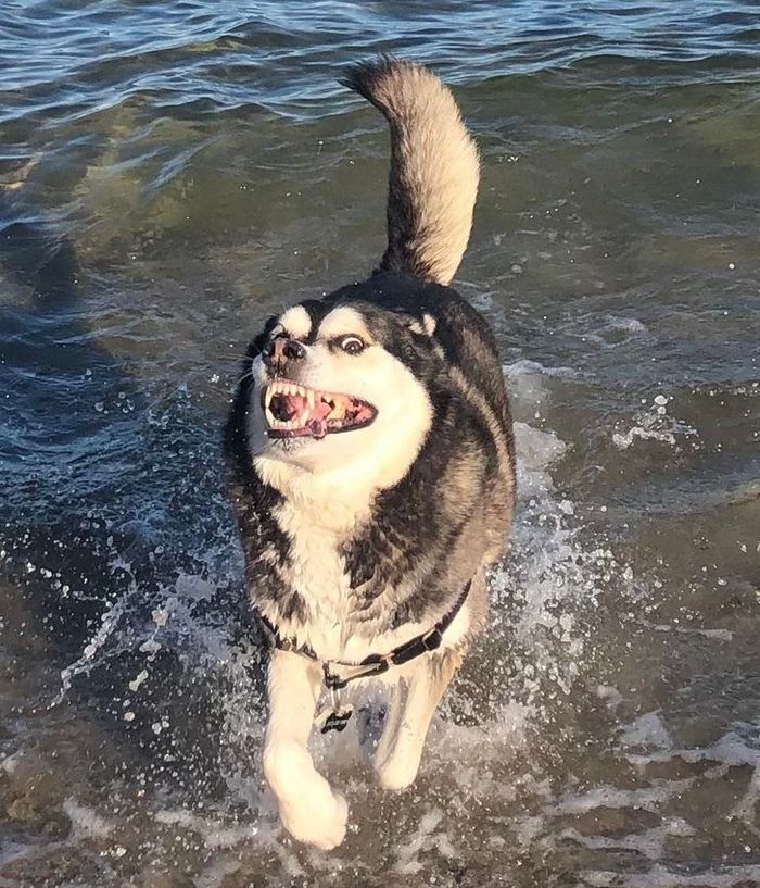 23 animais que não têm ideia de como são adoravelmente bocó 18