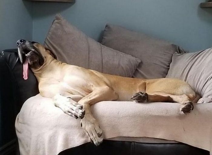 23 animais que não têm ideia de como são adoravelmente bocó 19