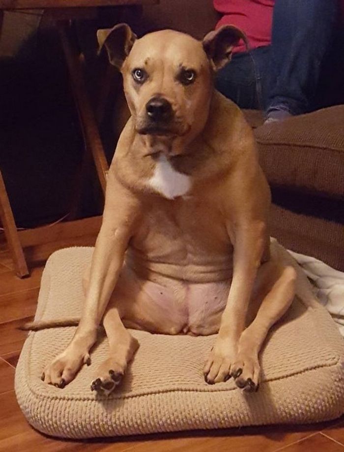 23 animais que não têm ideia de como são adoravelmente bocó 21