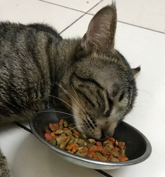 23 animais que não têm ideia de como são adoravelmente bocó 22