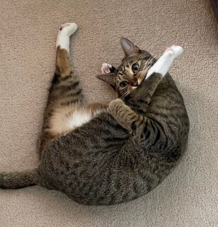 23 animais que não têm ideia de como são adoravelmente bocó 23