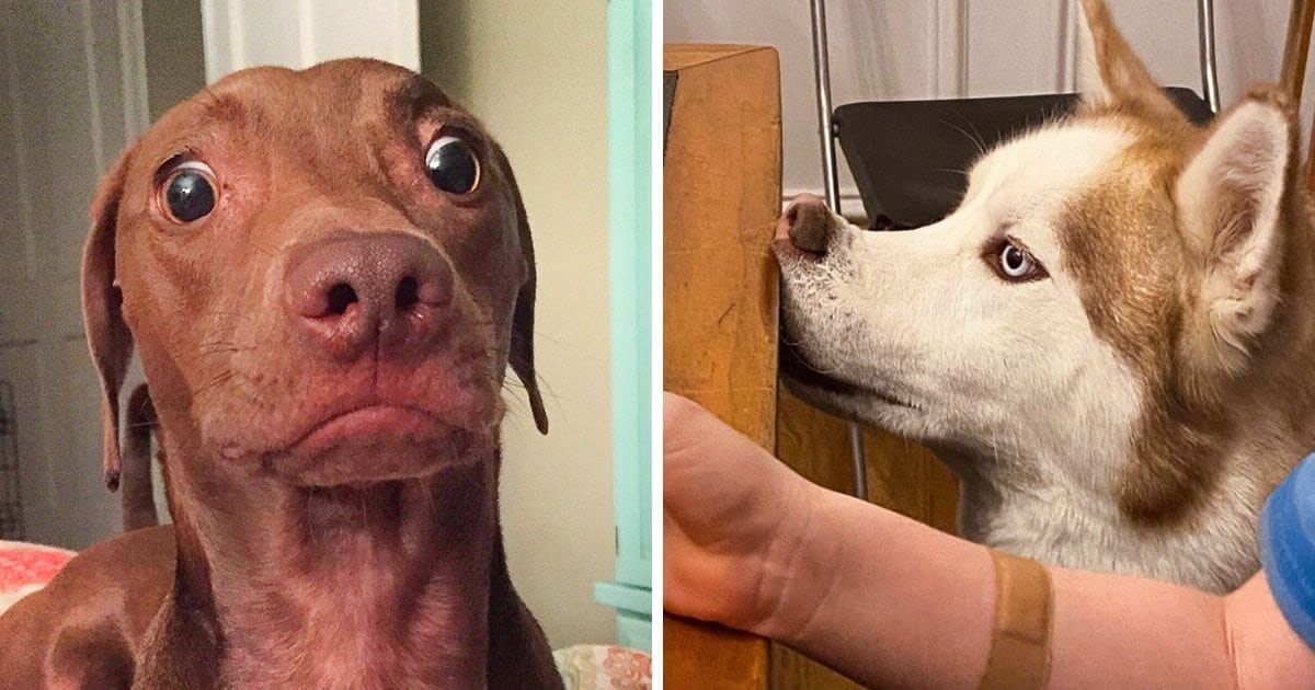 23 animais que não têm ideia de como são adoravelmente bocó