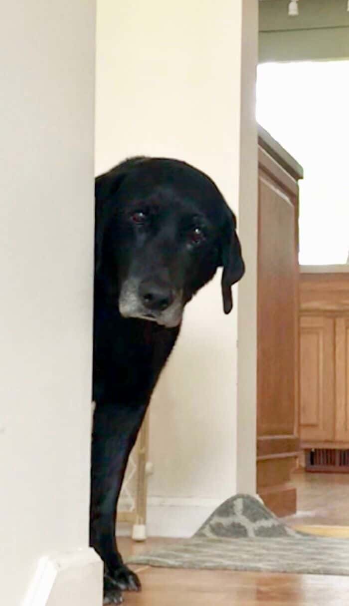 40 cães curiosos que observam tudo o que está acontecendo ao seu redor 1