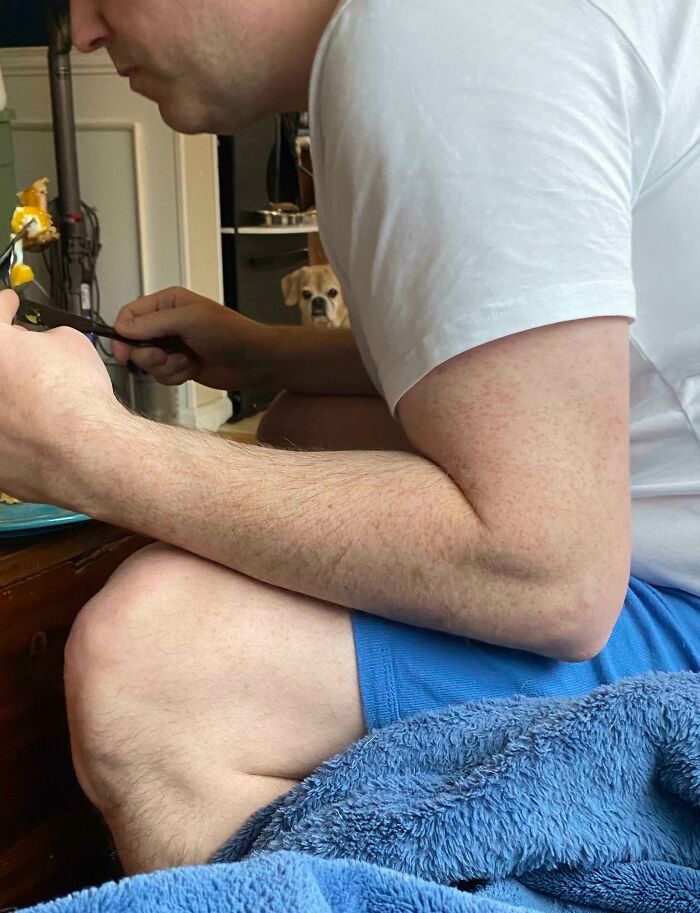 40 cães curiosos que observam tudo o que está acontecendo ao seu redor 4