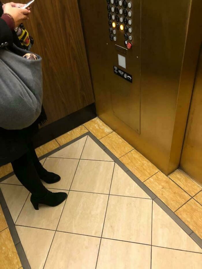 40 cães curiosos que observam tudo o que está acontecendo ao seu redor 6