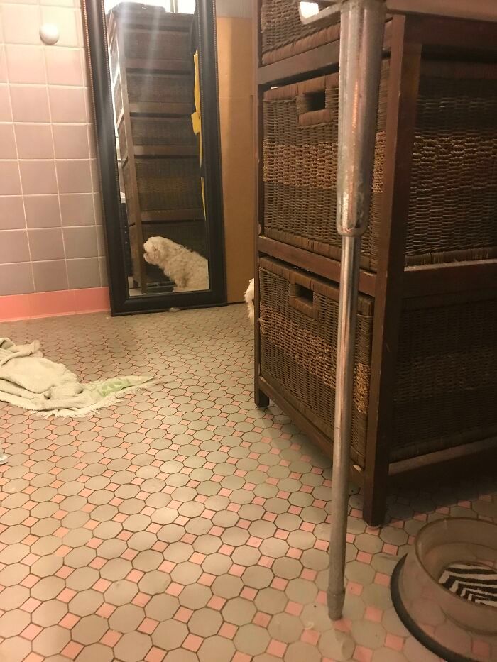 40 cães curiosos que observam tudo o que está acontecendo ao seu redor 9