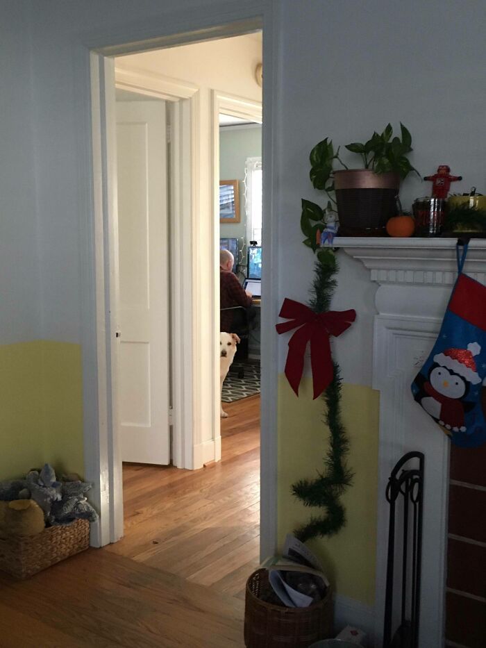 40 cães curiosos que observam tudo o que está acontecendo ao seu redor 10