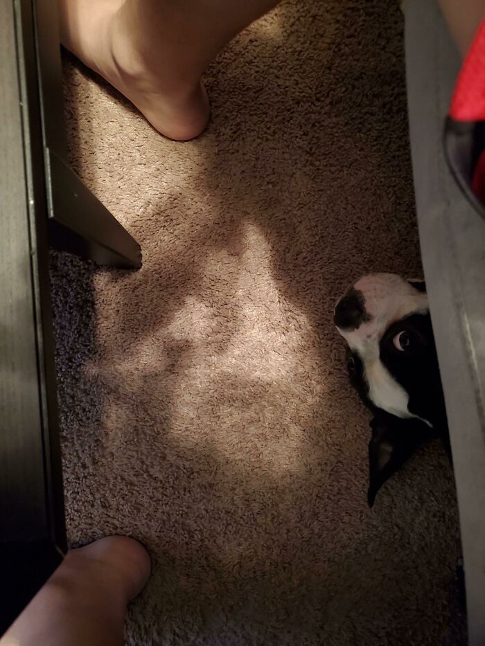 40 cães curiosos que observam tudo o que está acontecendo ao seu redor 12