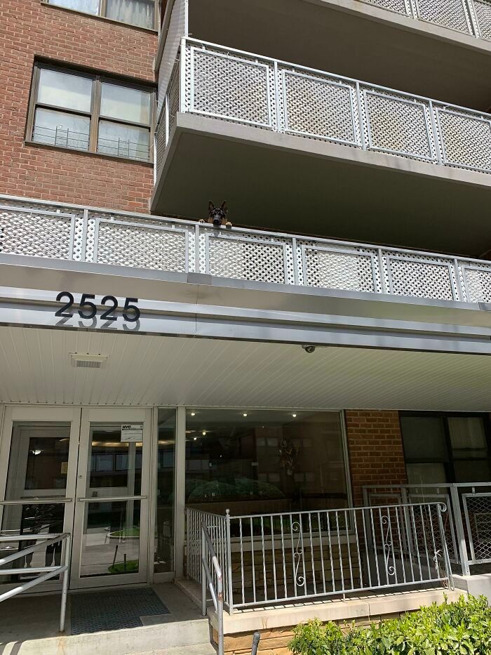 40 cães curiosos que observam tudo o que está acontecendo ao seu redor 13