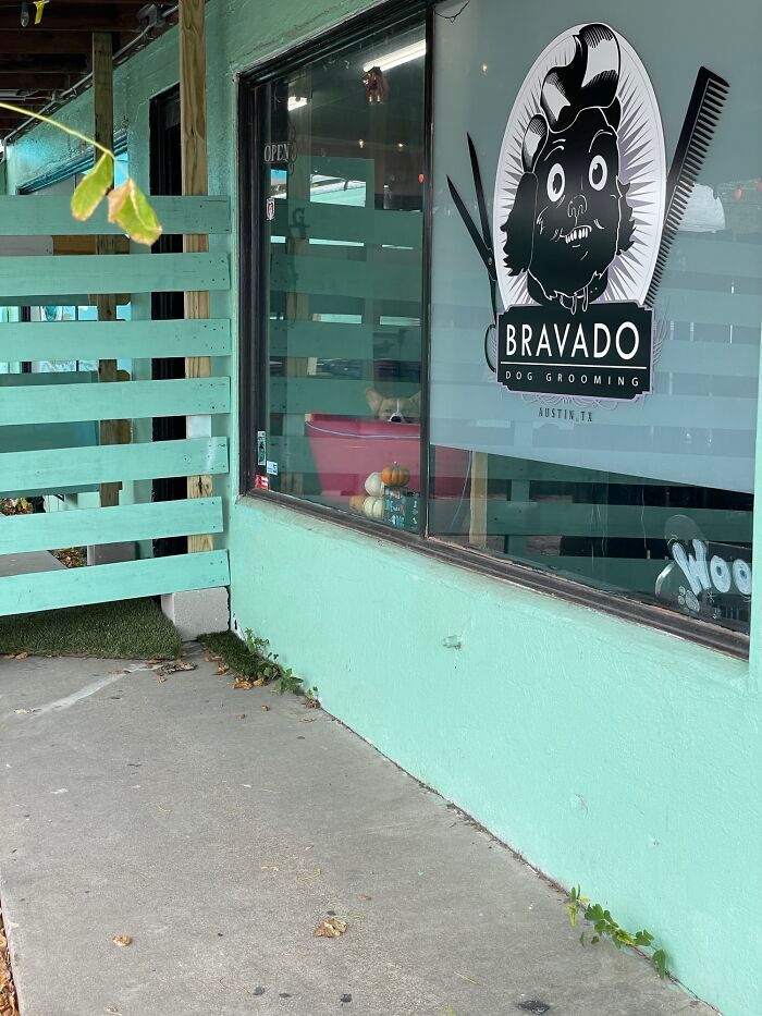 40 cães curiosos que observam tudo o que está acontecendo ao seu redor 16