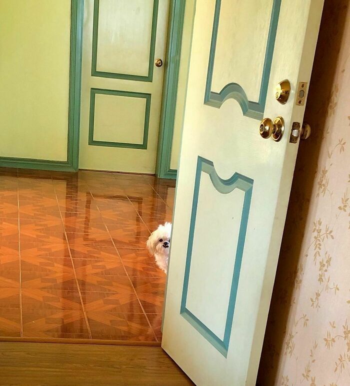 40 cães curiosos que observam tudo o que está acontecendo ao seu redor 20