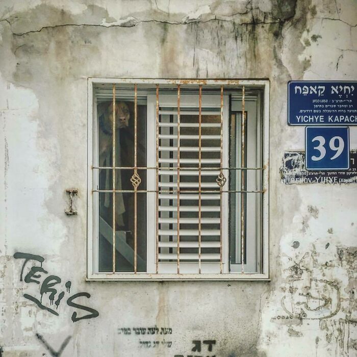 40 cães curiosos que observam tudo o que está acontecendo ao seu redor 21