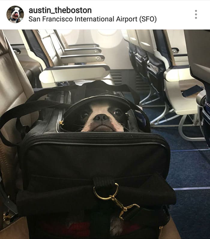 40 cães curiosos que observam tudo o que está acontecendo ao seu redor 22