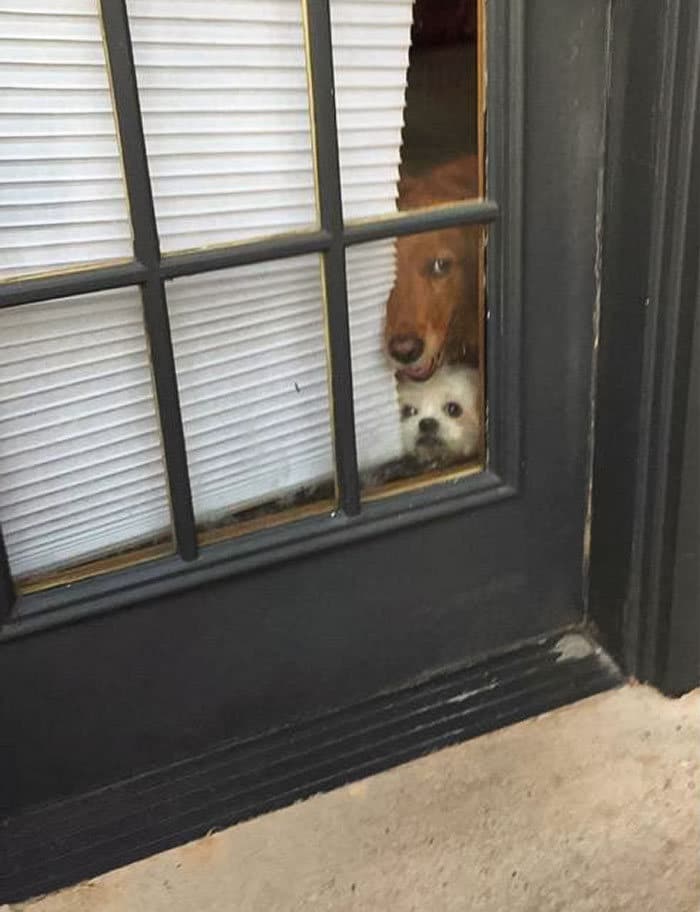 40 cães curiosos que observam tudo o que está acontecendo ao seu redor 23