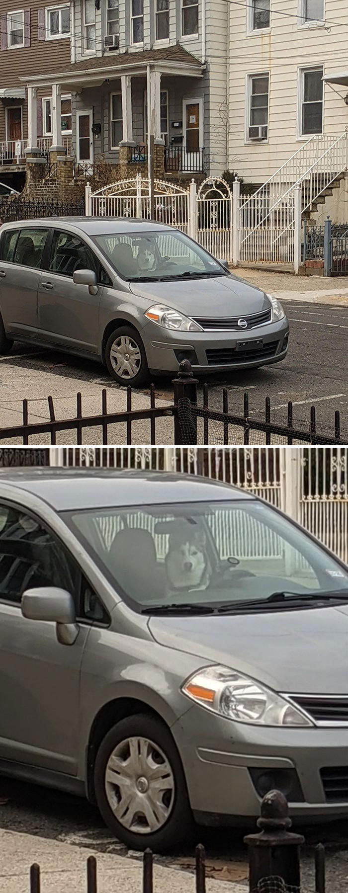 40 cães curiosos que observam tudo o que está acontecendo ao seu redor 25