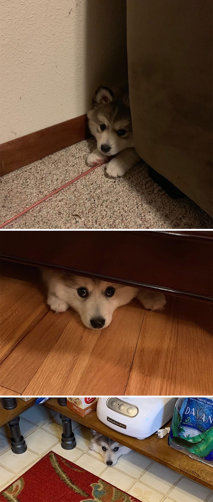 40 cães curiosos que observam tudo o que está acontecendo ao seu redor 26