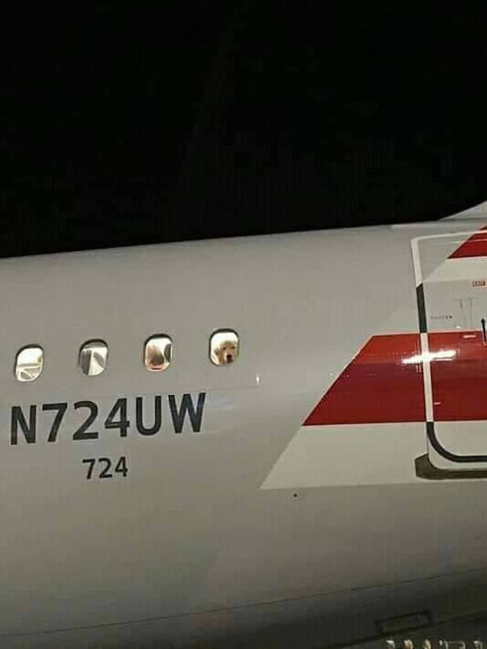 40 cães curiosos que observam tudo o que está acontecendo ao seu redor 27