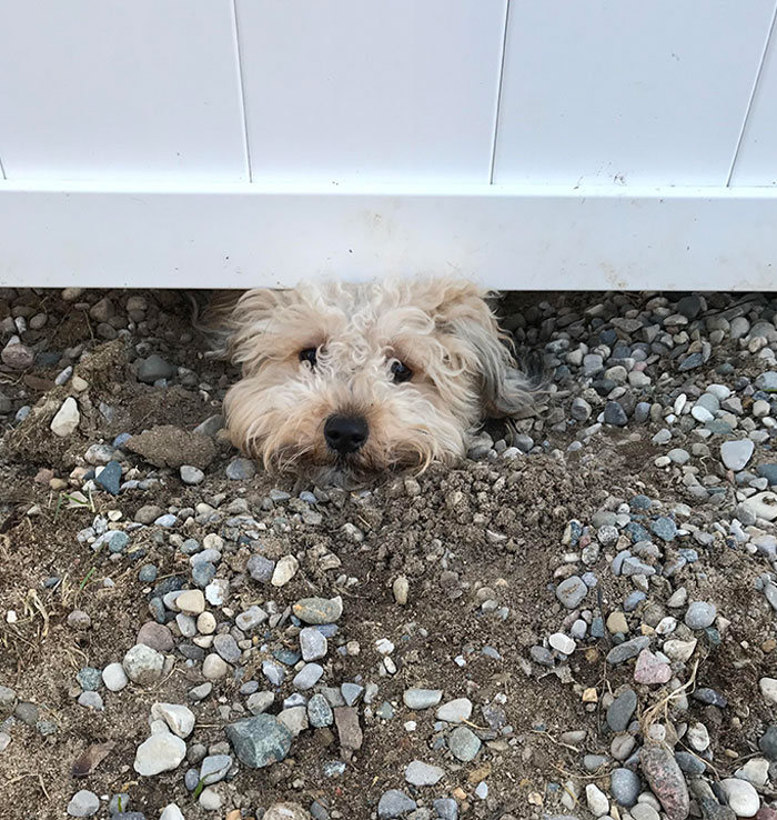 40 cães curiosos que observam tudo o que está acontecendo ao seu redor 30