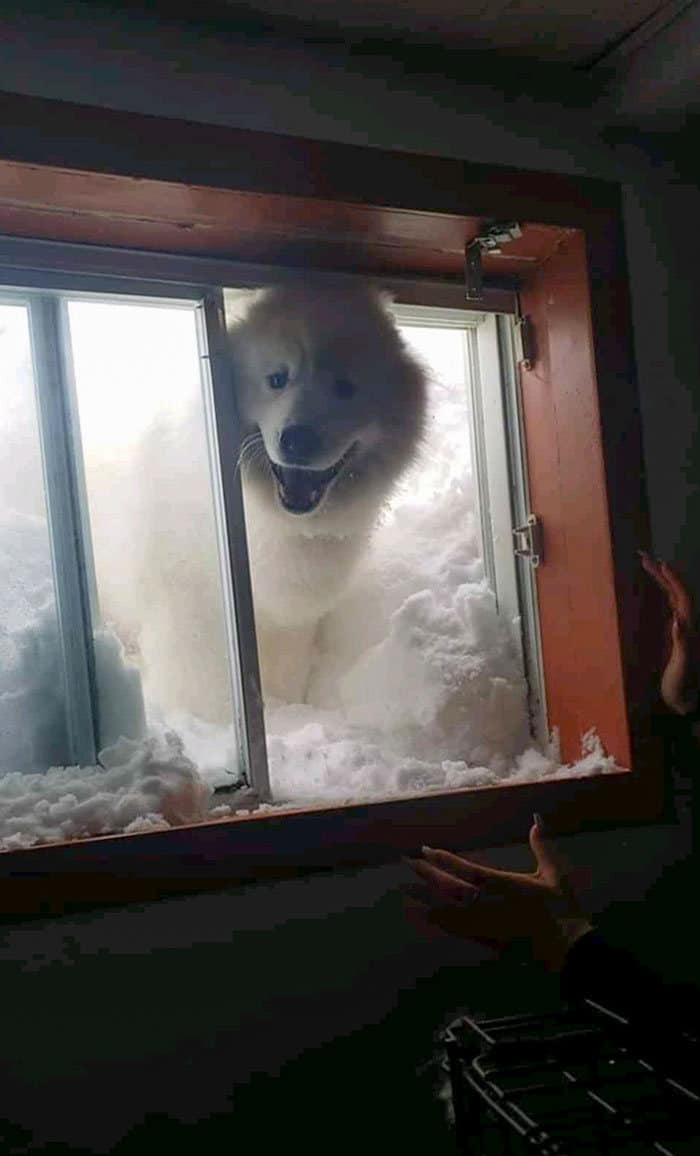 40 cães curiosos que observam tudo o que está acontecendo ao seu redor 32