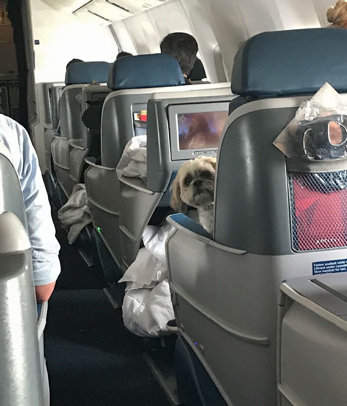 40 cães curiosos que observam tudo o que está acontecendo ao seu redor 33