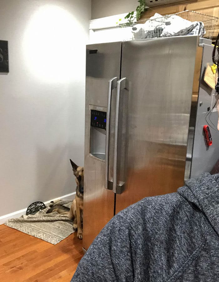 40 cães curiosos que observam tudo o que está acontecendo ao seu redor 34