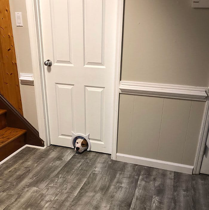 40 cães curiosos que observam tudo o que está acontecendo ao seu redor 36