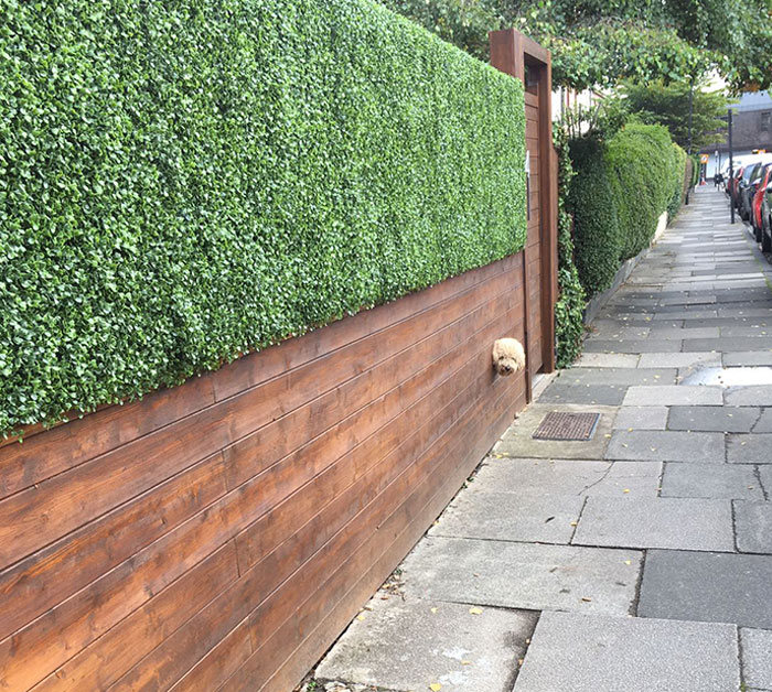 40 cães curiosos que observam tudo o que está acontecendo ao seu redor 40