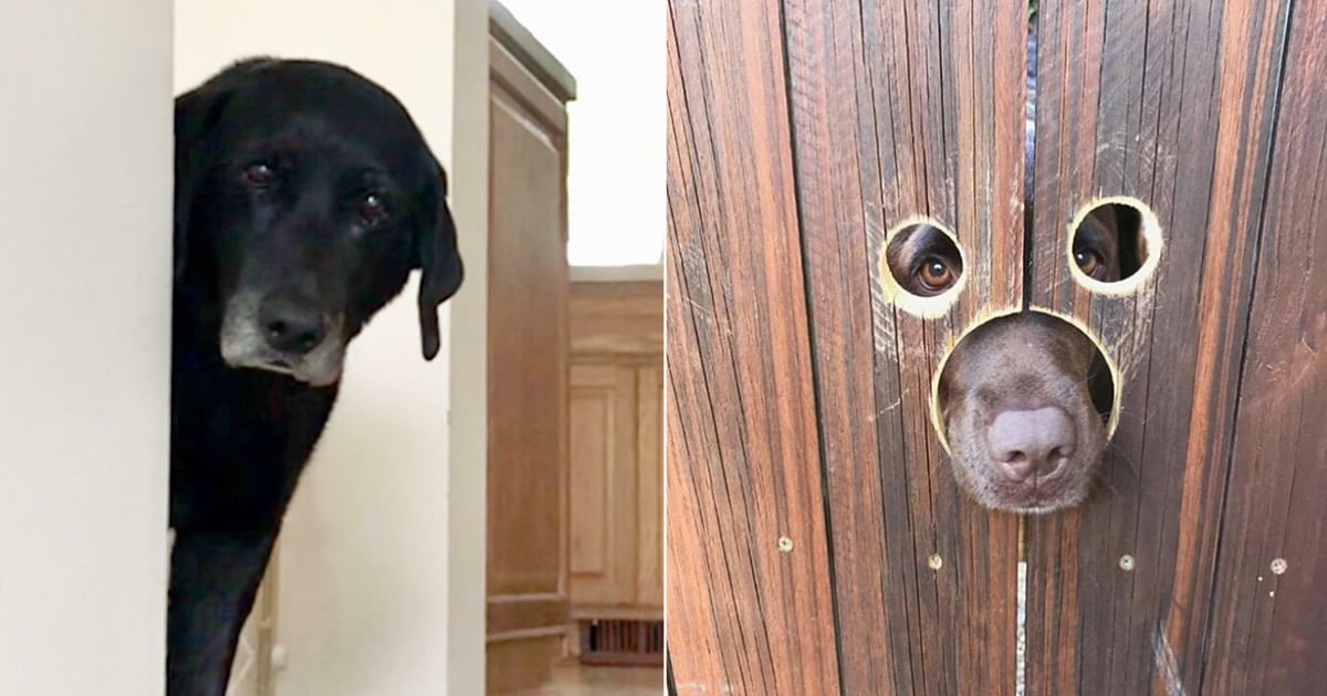 40 cães curiosos que observam tudo o que está acontecendo ao seu redor