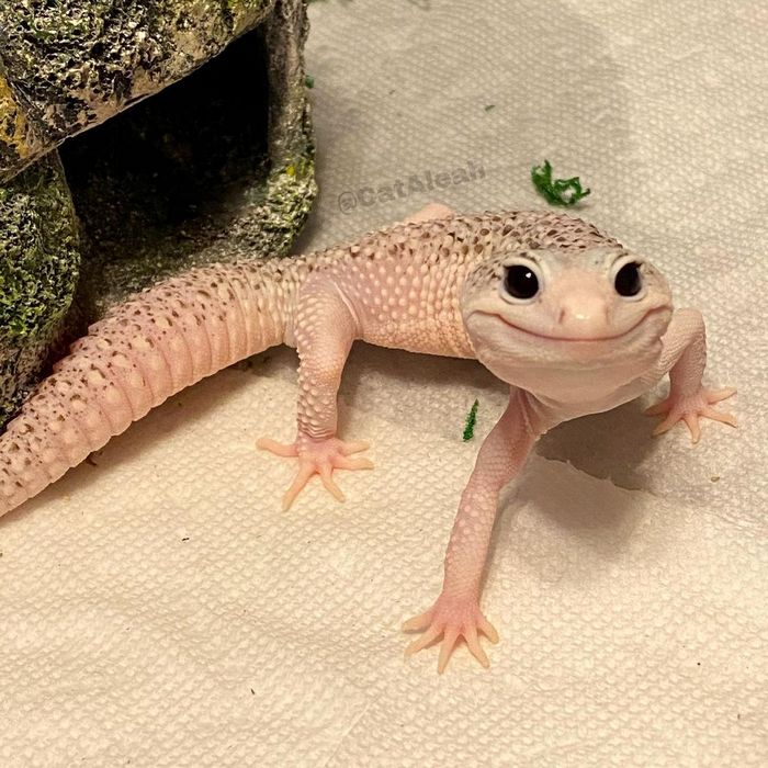Conheça Enzo: O lagarto que conquistou as redes com seu sorriso irresistível 2