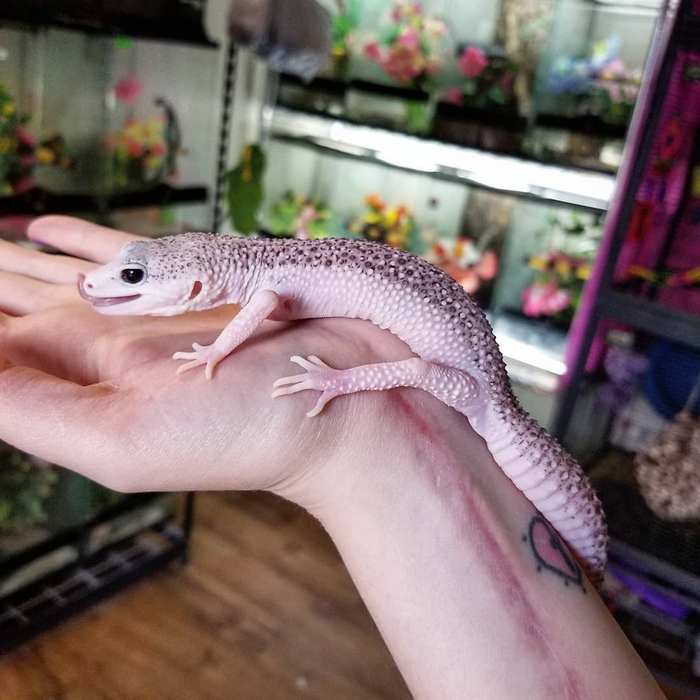 Conheça Enzo: O lagarto que conquistou as redes com seu sorriso irresistível 3