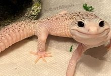 Enzo o lagarto celebridade da internet que sempre está sorrindo 7