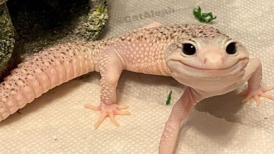 Conheça Enzo: O lagarto que conquistou as redes com seu sorriso irresistível 6