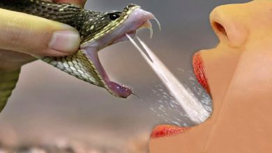 É isso que acontece se você tomar o veneno de uma cobra 1