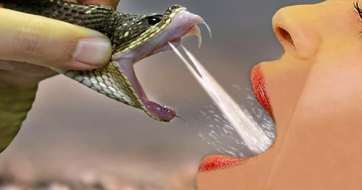É isso que acontece se você tomar o veneno de uma cobra