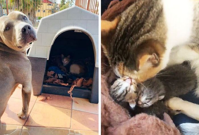 18 animais de estimação ​​que têm os maiores coração do mundo 1