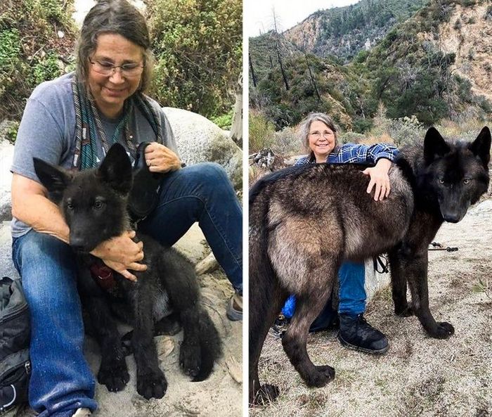 15 animais que era pequeno que se transformaram em grandes e majestosos 1