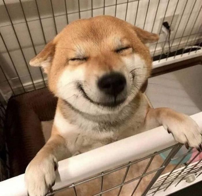 26 cachorros e suas poses super engraçadas 1