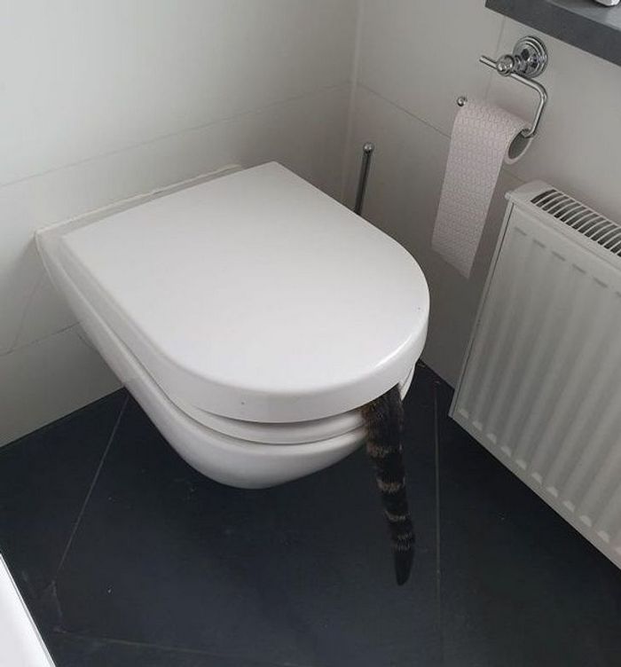 22 coisas incomuns e engraçadas que os gatos fazem 2
