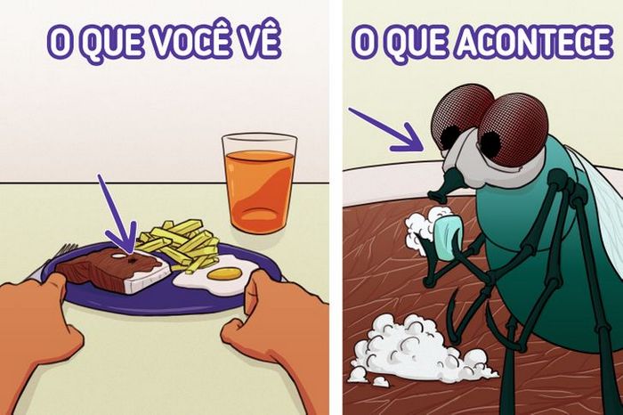 11 fatos sobre moscas que apostamos que você não sabia 3 11 fatos sobre moscas que apostamos que você não sabia 3
