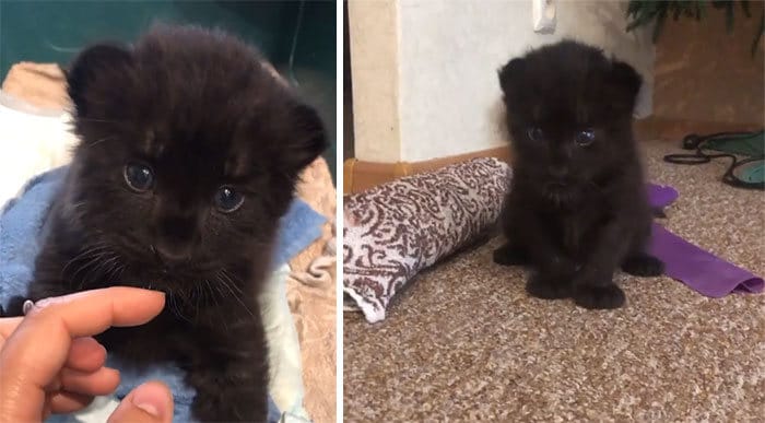 Pantera rejeitada pela mãe conquista internet ao lado do irmão Rottweiler 1