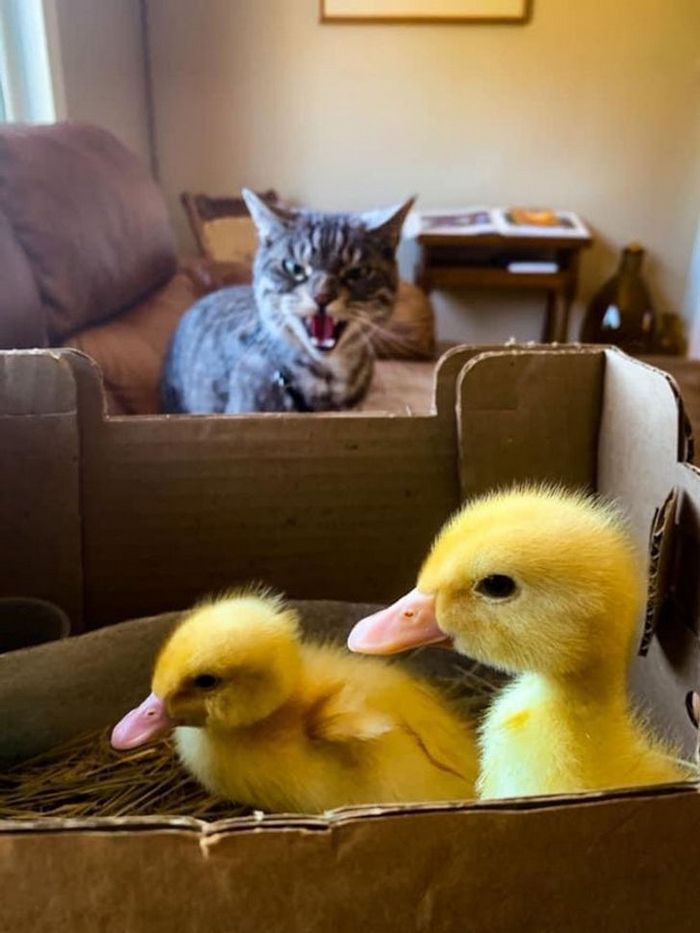 19 vezes que nossos amiguinhos foram pegos fazendo algo muito humano 2
