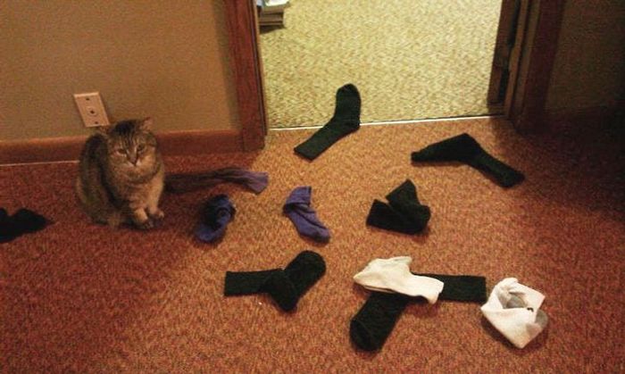 18 animais de estimação ​​que têm os maiores coração do mundo 2